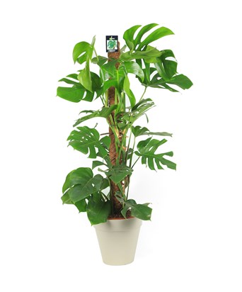 Monstera - Deve Tabanı Büyük Boy 120 cm